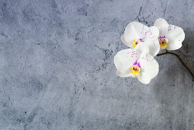 Fleurs d'orchidées sur une branche contre un mur de stuc