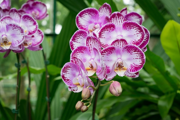Fleurs d'orchidées colorées lumineuses dans le jardin botanique de Singapour