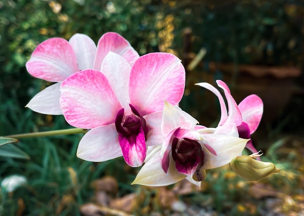 Fleurs d'orchidées dans le jardin extérieur