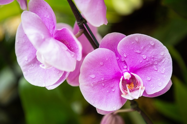 Fleurs d'orchidées dans le jardin. Orchidacées Phalaenopsis