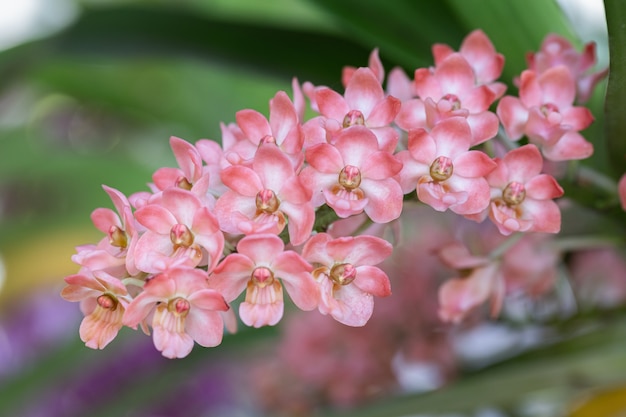 Fleurs d'orchidées dans le jardin