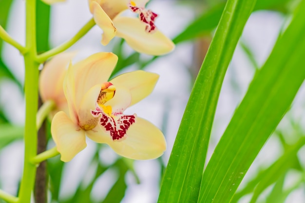 Fleurs d'orchidées exotiques jaunes dans le jardin botanique