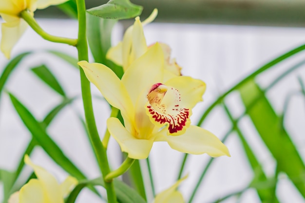 Fleurs d'orchidées exotiques jaunes dans le jardin botanique