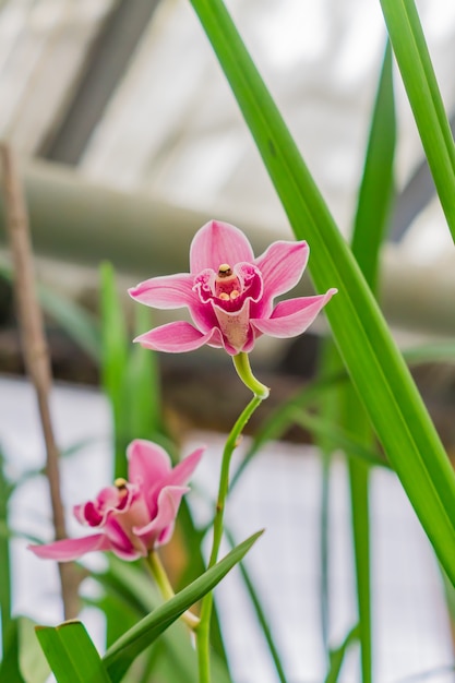 Fleurs d'orchidées exotiques roses dans un jardin botanique