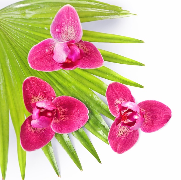 Fleurs d'orchidées et feuilles de palmier isolées sur blanc