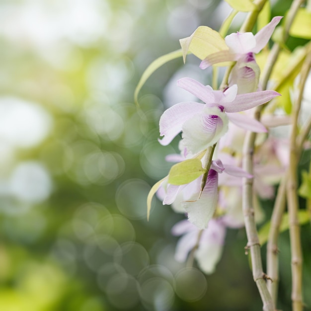 Fleurs d'orchidées sur fond naturel flou