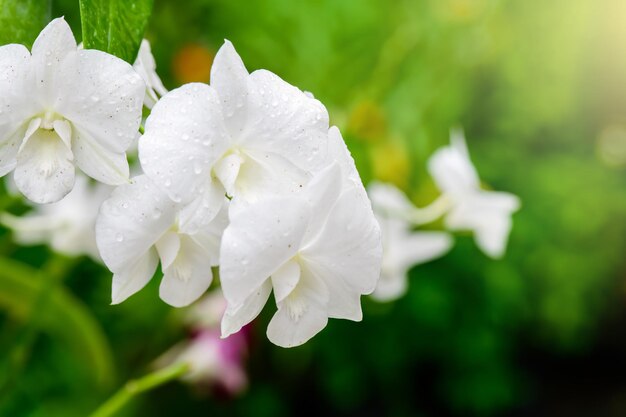 Fleurs d'orchidées fraîches blanches dans le jardin