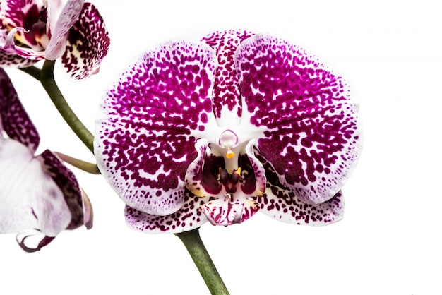 Fleurs d&#39;orchidées isolés sur fond blanc.