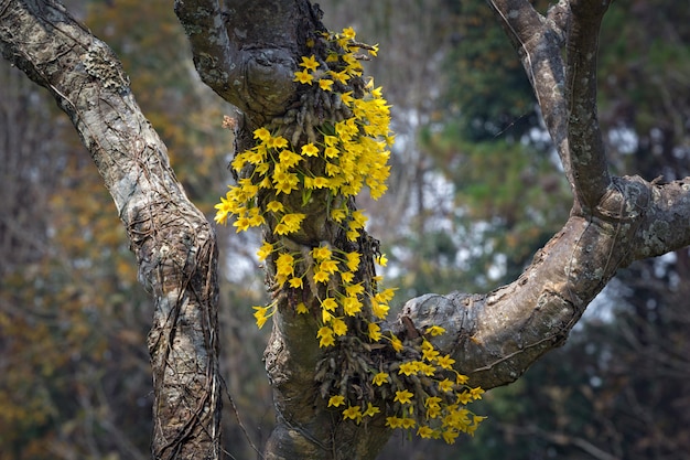 Fleurs d'orchidées jaunes à l'état sauvage.