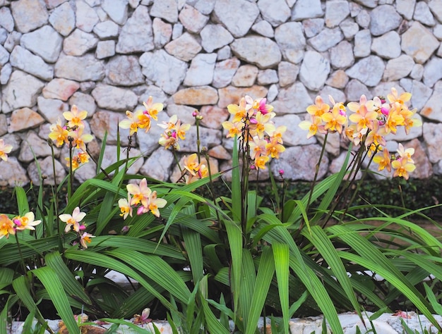 Fleurs d'orchidées jaunes sur fond de mur de pierre