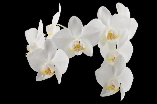 Fleurs d'orchidées phalaenopsis blanches sur une tige, isolées