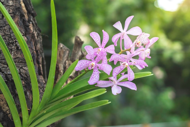 Fleurs d'orchidées pourpres dans la nature attachées à un grand arbre