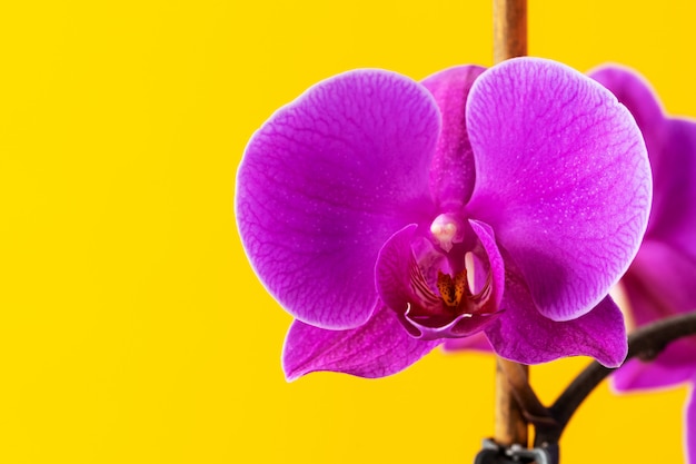 Fleurs d'orchidées pourpres sur fond jaune vif