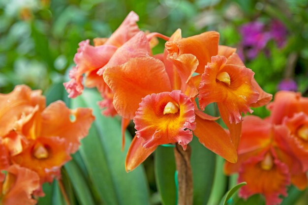 Les fleurs d'orchidées Rhyncholaeliocattleya