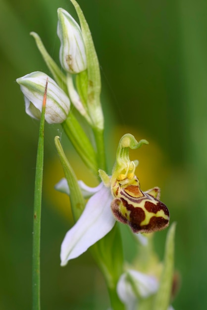 Fleurs d'orchidées sauvages fleurissant dans le pré italien