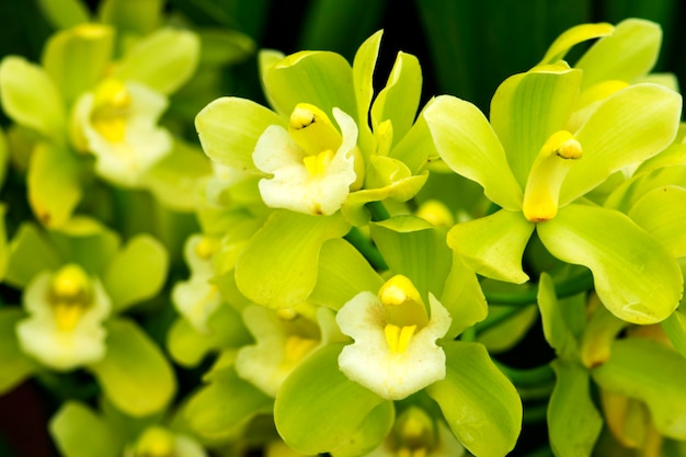 Fleurs d&#39;orchidées vertes avec des feuilles dans le jardin.