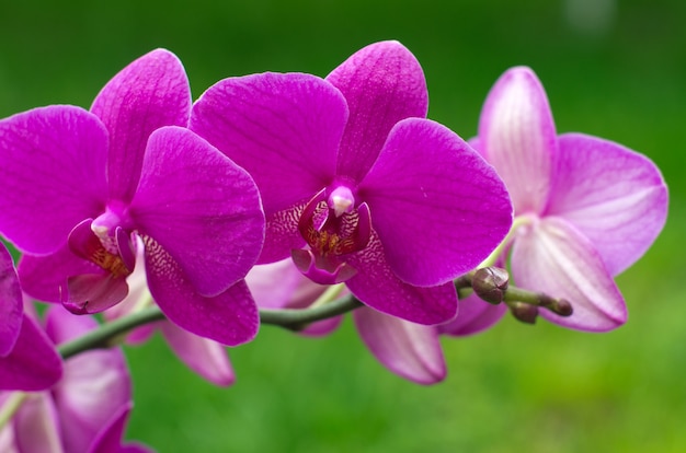 Fleurs d'orchidées