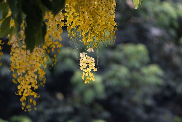 Les fleurs ordonnées jaunes de l'arbre à saucisses