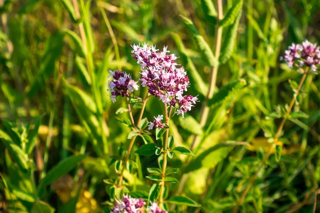 Fleurs d'origan se bouchent