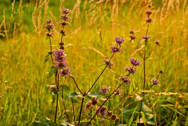 Fleurs d'ortie dans l'herbe verte