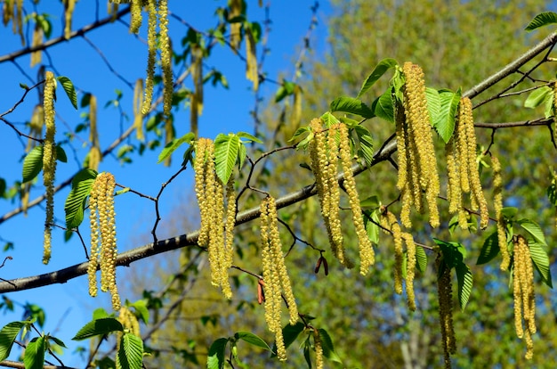 Fleurs d'Ostrya virginiana.