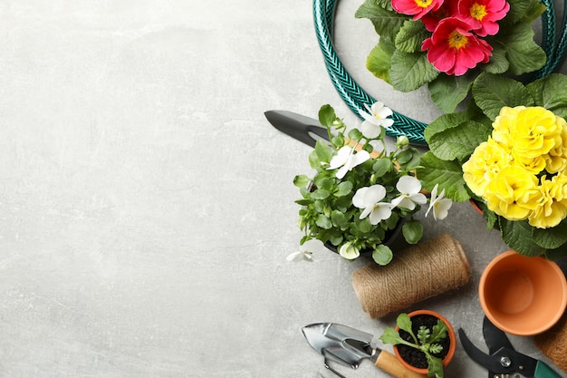 Fleurs, outils de jardinage et accessoires sur fond gris, vue de dessus