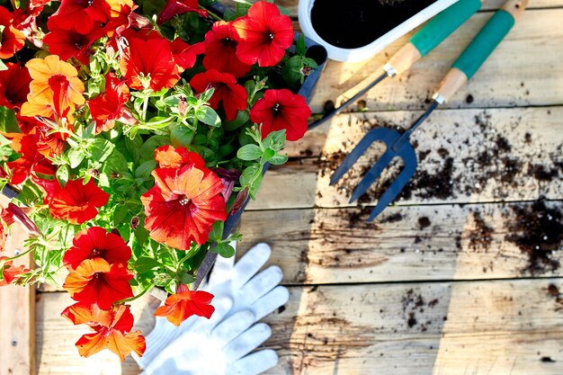Fleurs et outils de jardinage sur fond en bois. Pétunia dans un panier et équipements de jardin. Concept de travaux de jardin de printemps.
