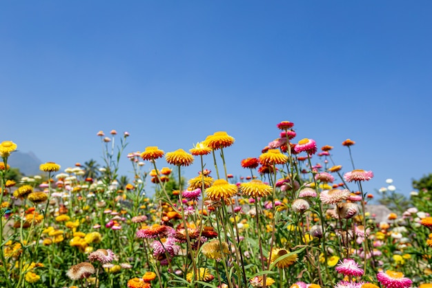 Fleurs de paille avec ciel bleu