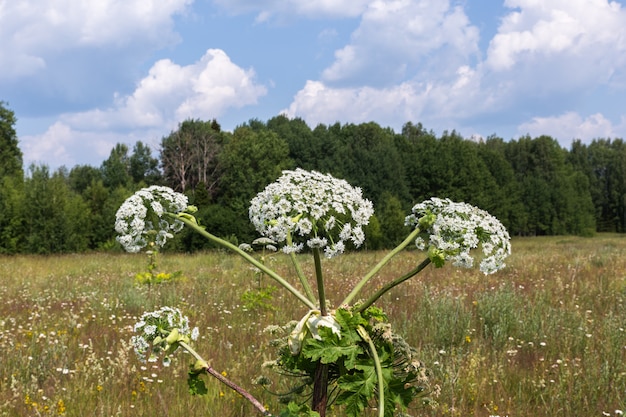 Fleurs de panais de vache