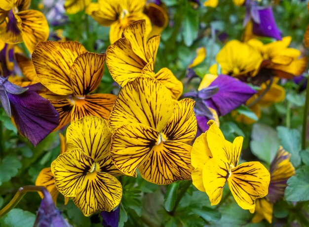 Fleurs de pansy à cornes