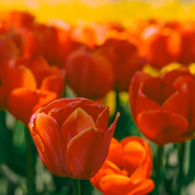 Fleurs de papier peint esthétique. Fond de fleur vintage tulipe rouge