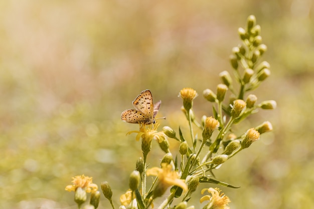 Fleurs de papillon de jardin simples