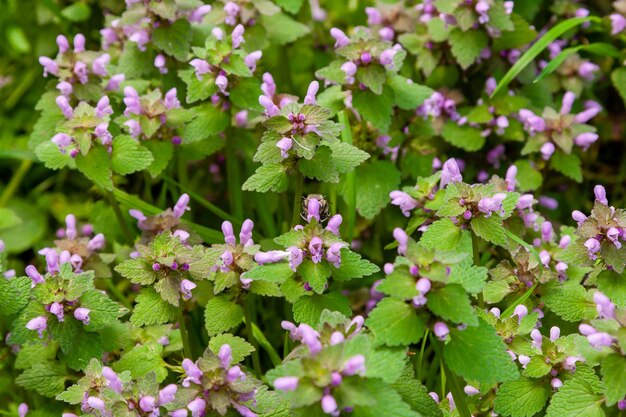 Fleurs de parc sauvage