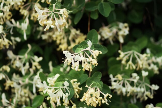 Fleurs parfumées blanches de chèvrefeuille dans le parc de printemps.