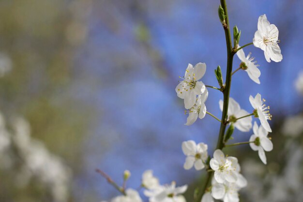 Fleurs parfumées blanches sur fond bleu avec espace de copie