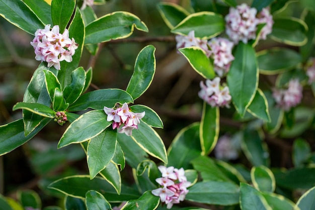 fleurs parfumées qui fleurissent en hiver