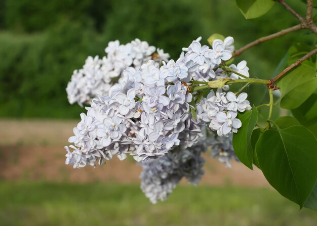 Fleurs parfumées violet Lillac dans le parc d'été