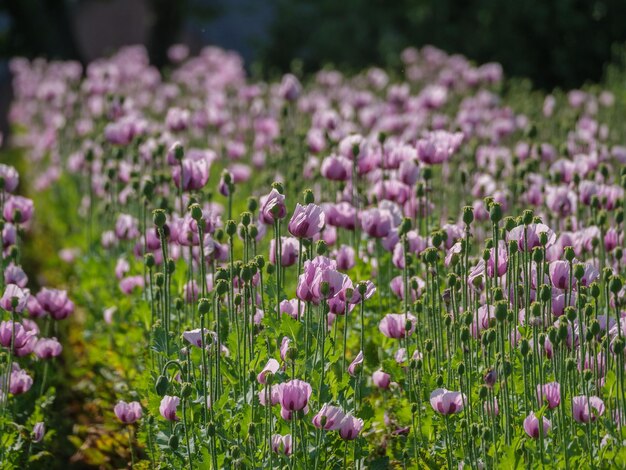 Les fleurs de pavot en Allemagne