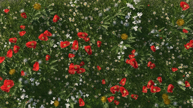 Fleurs de pavot en fleurs au coucher du soleil Fleurs de pavot rouge dans l'herbe verte en été rendu 3d