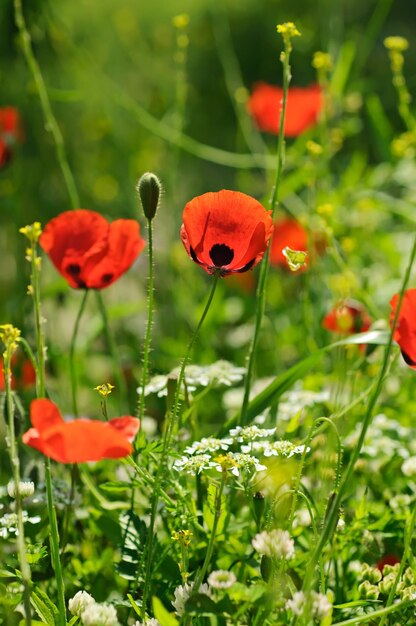 Fleurs de pavot en fleurs prairie au printemps