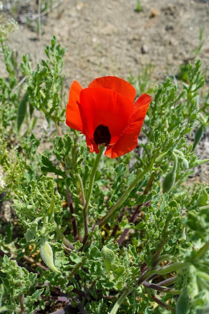 Photo fleurs de pavot nouvelle floraison dans la nature fleurs de pavot noir rouge