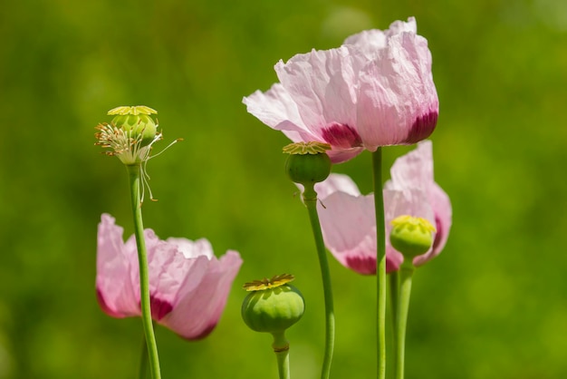 Fleurs de pavot à opium Papaver somniferum