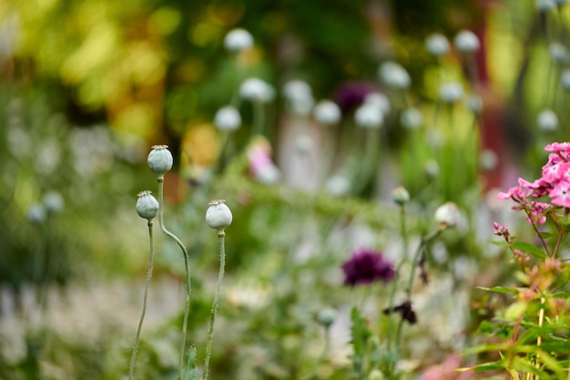 Fleurs de pavot à opium sauvage ou à graines de pain poussant dans un jardin botanique avec arrière-plan flou et espace de copie