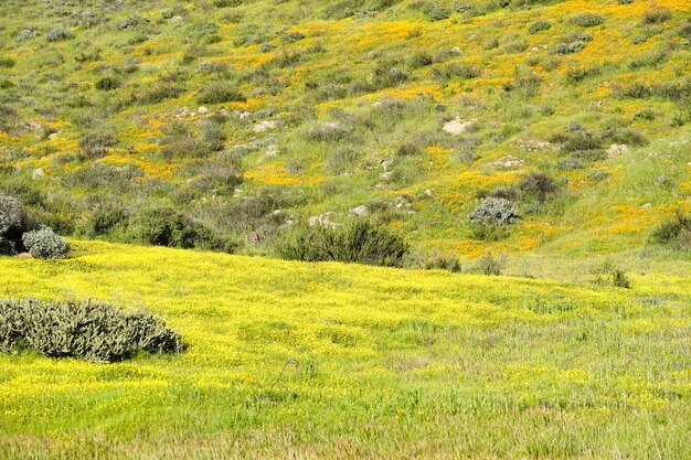 Fleurs de pavot orange dans la montagne verte pendant la saison printanière de super floraison de Californie.