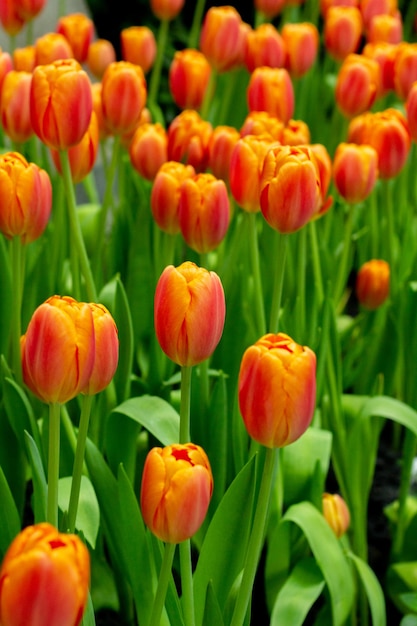 Des fleurs de pavot orange en été Un champ de pavot à l'opium