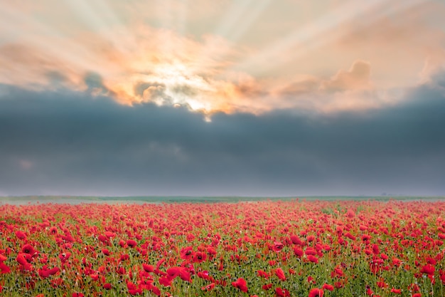 Fleurs de pavot pendant le lever du soleil. Nuage sombre sur champ de pavot. Des rayons de soleil traversent des nuages sombres sur des fleurs de pavot