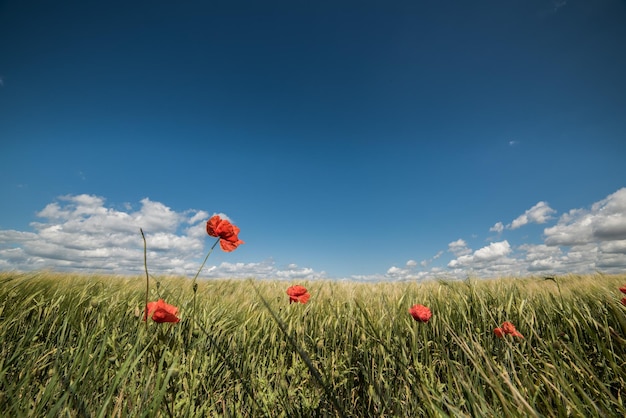 Des fleurs de pavot poussent sur un champ herbeux contre le ciel.
