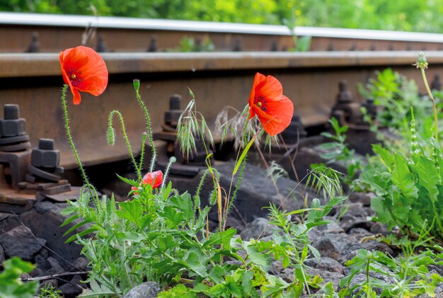 Fleurs de pavot près du chemin de fer. Bon voyage