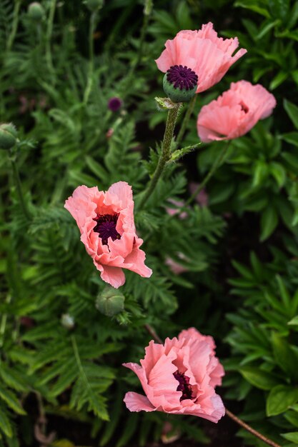 Fleurs de pavot rose dans le domaine