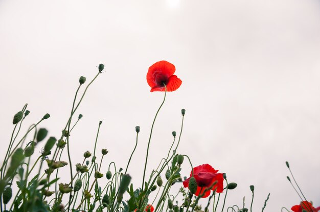 Fleurs de pavot rouge au printemps. Faible profondeur de champ